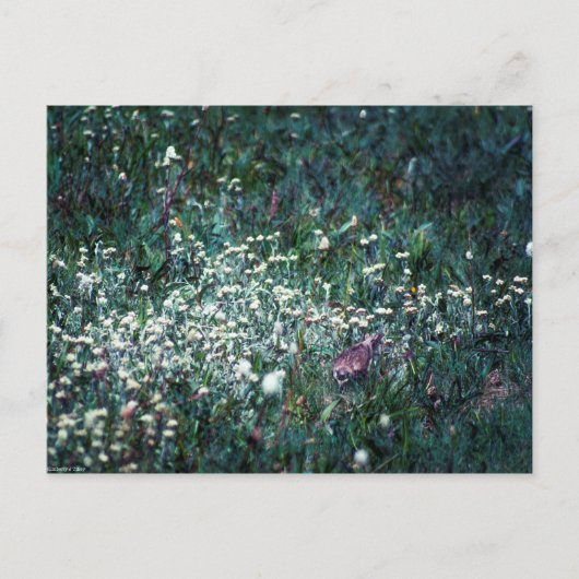 Carte Postale Une écusson dans un pré (Devant)