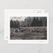 Carte Postale Une équipe de Mule au Camp Lewis (Devant / Derrière)