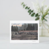 Carte Postale Une équipe de Mule au Camp Lewis (Debout devant)