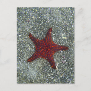 Carte Postale Une étoile de mer rouge Galapagos, Equador