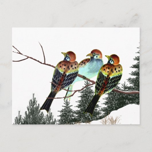 Carte Postale Une étoile est née (Devant)