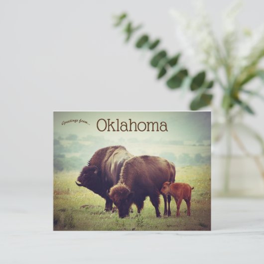 Carte Postale Une famille de bisons en Oklahoma (Debout devant)