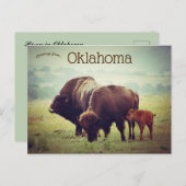 Carte Postale Une famille de bisons en Oklahoma (Devant / Derrière)