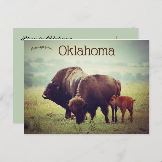 Carte Postale Une famille de bisons en Oklahoma (Devant / Derrière)