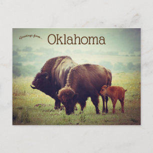 Carte Postale Une famille de bisons en Oklahoma