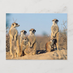 Carte Postale Une famille de suricates se chauffant au soleil à 