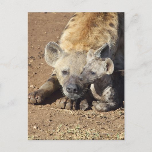 Carte Postale Une femelle Spotted Hyena et son petit, Kruger (Devant)
