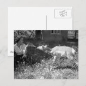 Carte Postale Une femme botte nourrit une antilope. (Devant / Derrière)