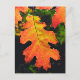 Carte Postale Une feuille de chêne dans la forêt nationale de Si