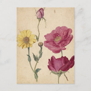 Carte Postale Une feuille d'études avec des Roses français de Mo
