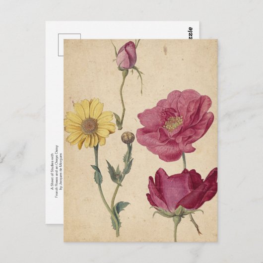 Carte Postale Une feuille d'études avec des Roses français de Mo (Devant / Derrière)