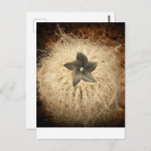 Carte Postale Une fleur (Devant / Derrière)