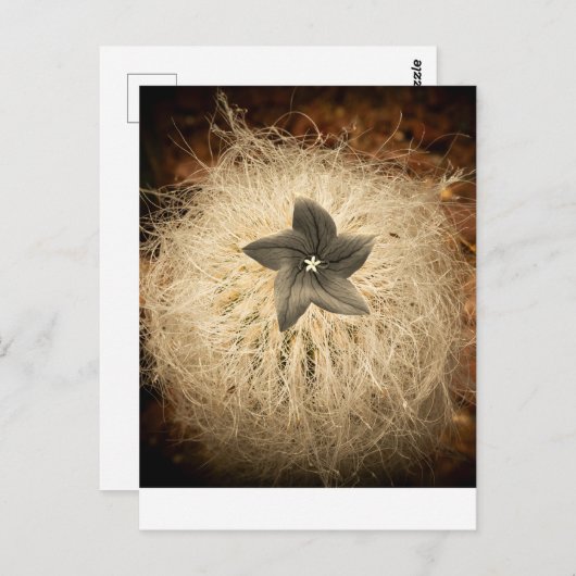 Carte Postale Une fleur (Devant / Derrière)