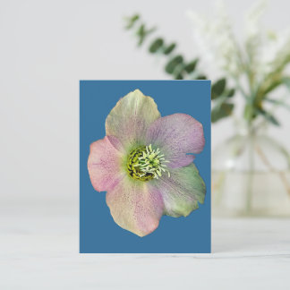 Carte Postale Une fleur