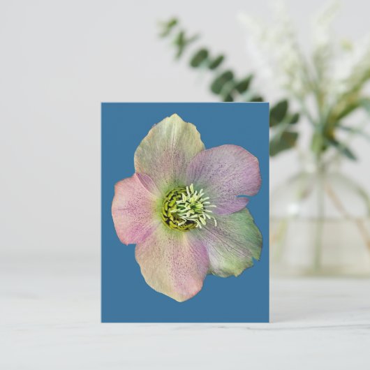 Carte Postale Une fleur (Debout devant)