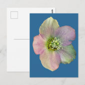 Carte Postale Une fleur (Devant / Derrière)