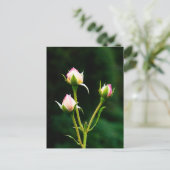 Carte Postale Une fleur de rosebud (Debout devant)