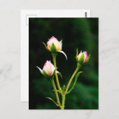 Carte Postale Une fleur de rosebud (Devant / Derrière)