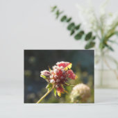 Carte Postale Une fleur glaciale (Debout devant)