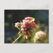 Carte Postale Une fleur glaciale (Devant)