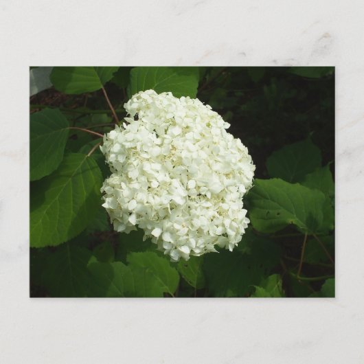 Carte Postale Une floraison de snowball (Devant)