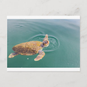 Carte Postale Une grande tortue de mer nageant Caretta