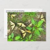 Carte Postale Une grappe de papillons (Devant / Derrière)