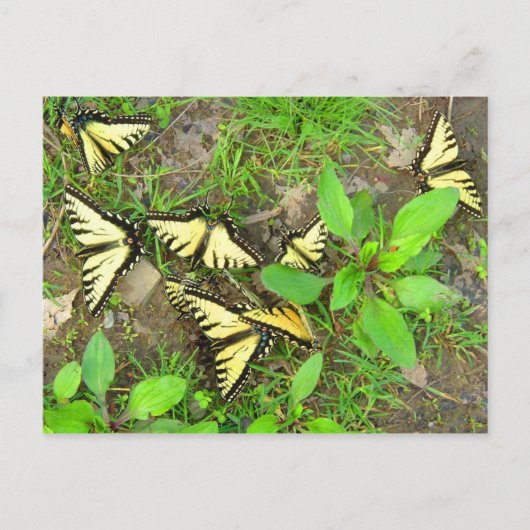 Carte Postale Une grappe de papillons (Devant)