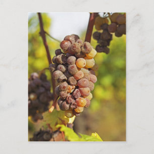 Carte Postale Une grappe de raisin Semillon moisie à Ch Raymond 