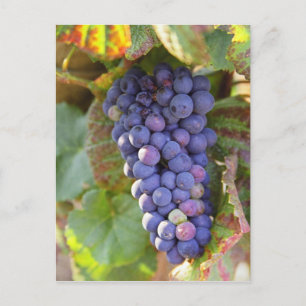 Carte Postale Une grappe de raisins Pinot Noir dans un Chamberti