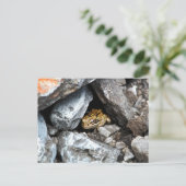 Carte Postale Une grenouille tachetée se cache dans les rochers (Debout devant)