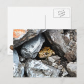 Carte Postale Une grenouille tachetée se cache dans les rochers (Devant / Derrière)
