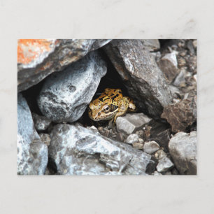 Carte Postale Une grenouille tachetée se cache dans les rochers