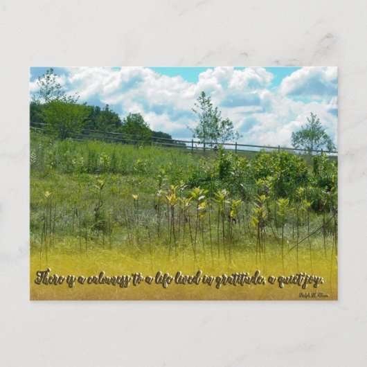 Carte Postale Une Joie Tranquille (Devant)