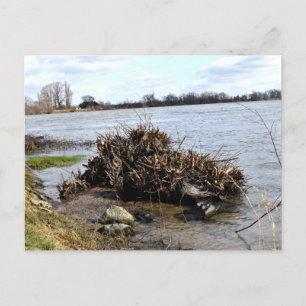 Carte Postale Une journée ensoleillée sur la rivière