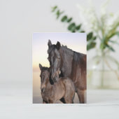 Carte Postale Une jument et son bébé poulain (Debout devant)