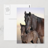 Carte Postale Une jument et son bébé poulain (Devant / Derrière)