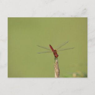 Carte Postale Une libellule repose momentanément sur une mauvais