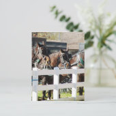 Carte Postale Une ligne de chevaux amish (Debout devant)