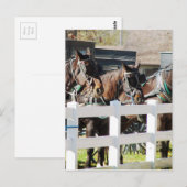 Carte Postale Une ligne de chevaux amish (Devant / Derrière)
