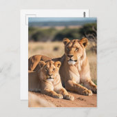 Carte Postale Une lionne avec son petit (Devant / Derrière)