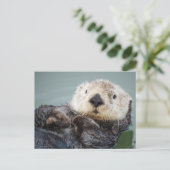Carte Postale Une loutre de mer qui refroidit dans l'eau (Debout devant)