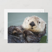 Carte Postale Une loutre de mer qui refroidit dans l'eau (Devant / Derrière)