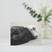 Carte Postale Une loutre de mer rêveuse (Debout devant)