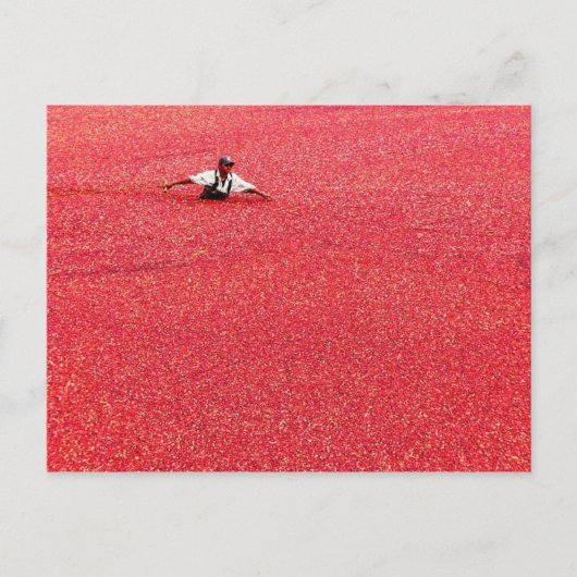 Carte Postale Une mer de canneberges rouges (Devant)
