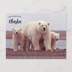Carte Postale Une mère ours polaire avec ses oursons en Alaska