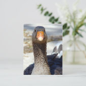 Carte Postale Une oie dans le parc (Debout devant)