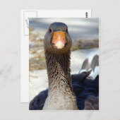 Carte Postale Une oie dans le parc (Devant / Derrière)