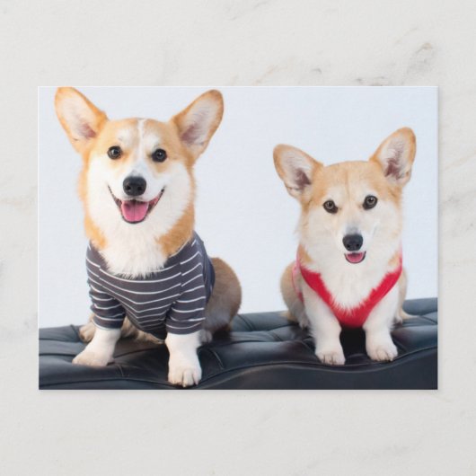 Carte Postale Une Paire De Corgis Assis Sur Un Banc (Devant)