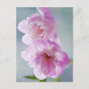 Carte Postale Une paire de fleurs de pivoines roses